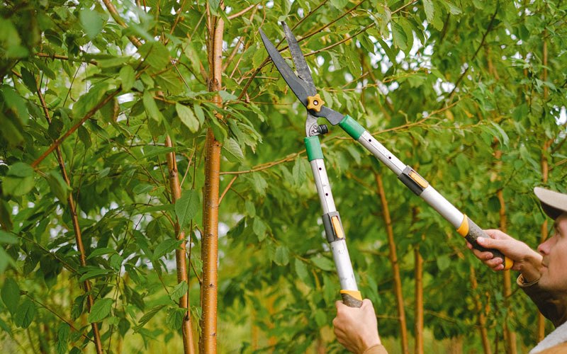 Tree trimming in Enderlin, ND